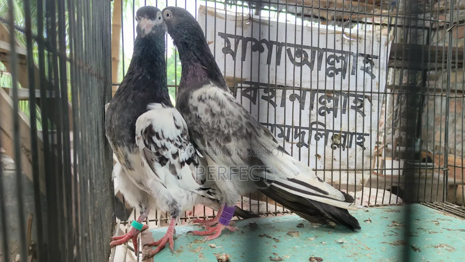 Tiger Dabwala, Katchuri, Pakistan Royal Teddy Master Pair