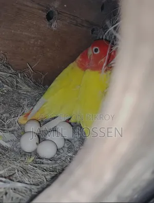 একজোড়া লাভ বার্ড পাখি বিক্রয় করা হইবে
