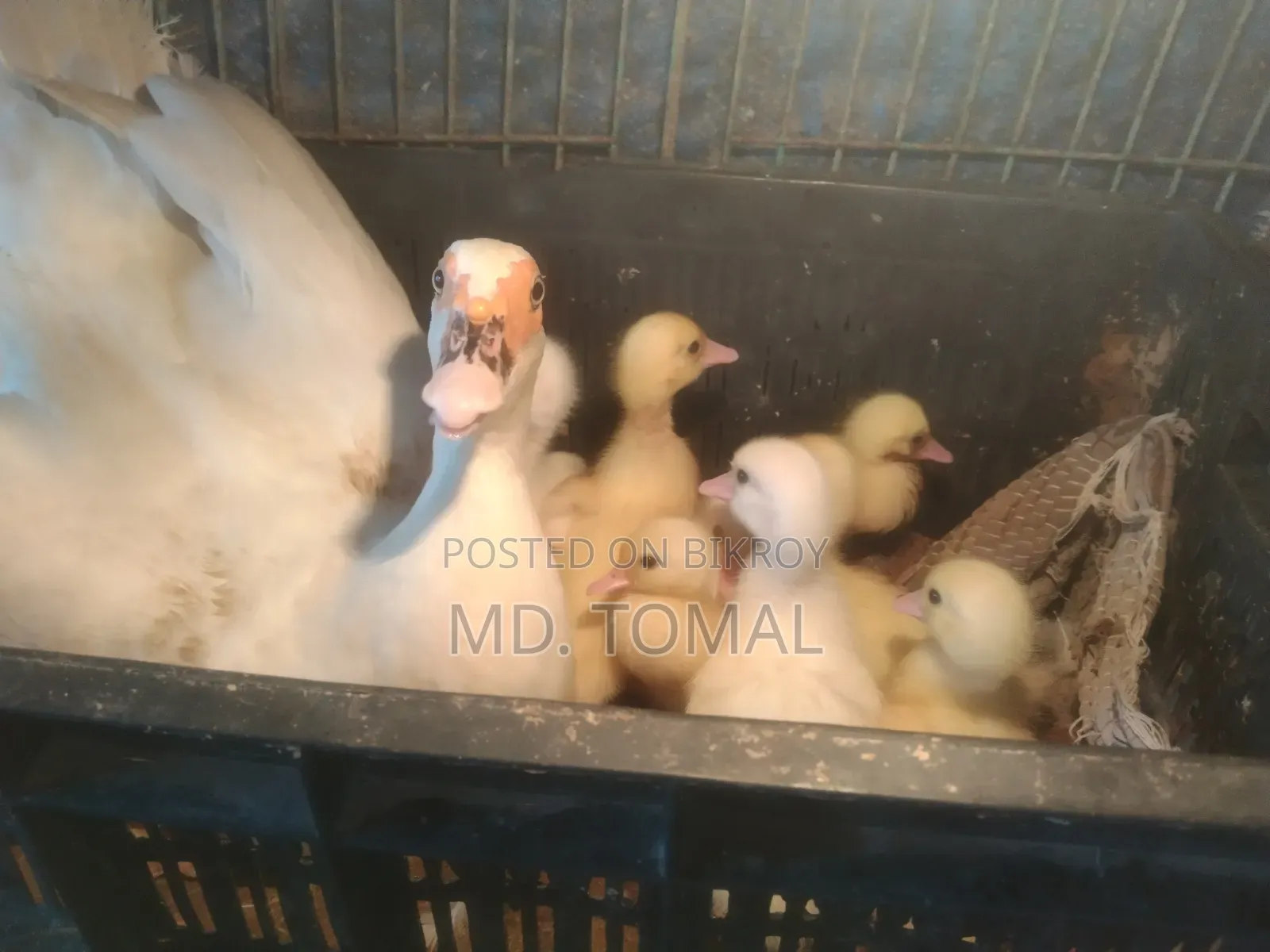 White Chinese Ducklings for Sale