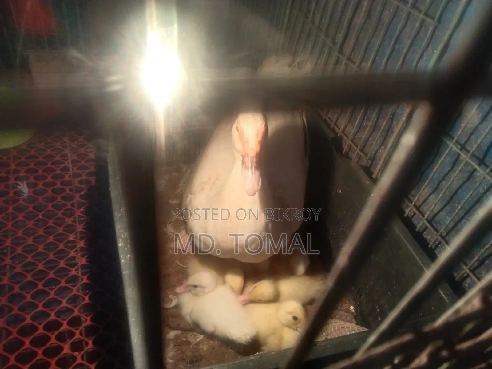 White Chinese Ducklings for Sale
