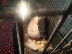 White Chinese Ducklings for Sale