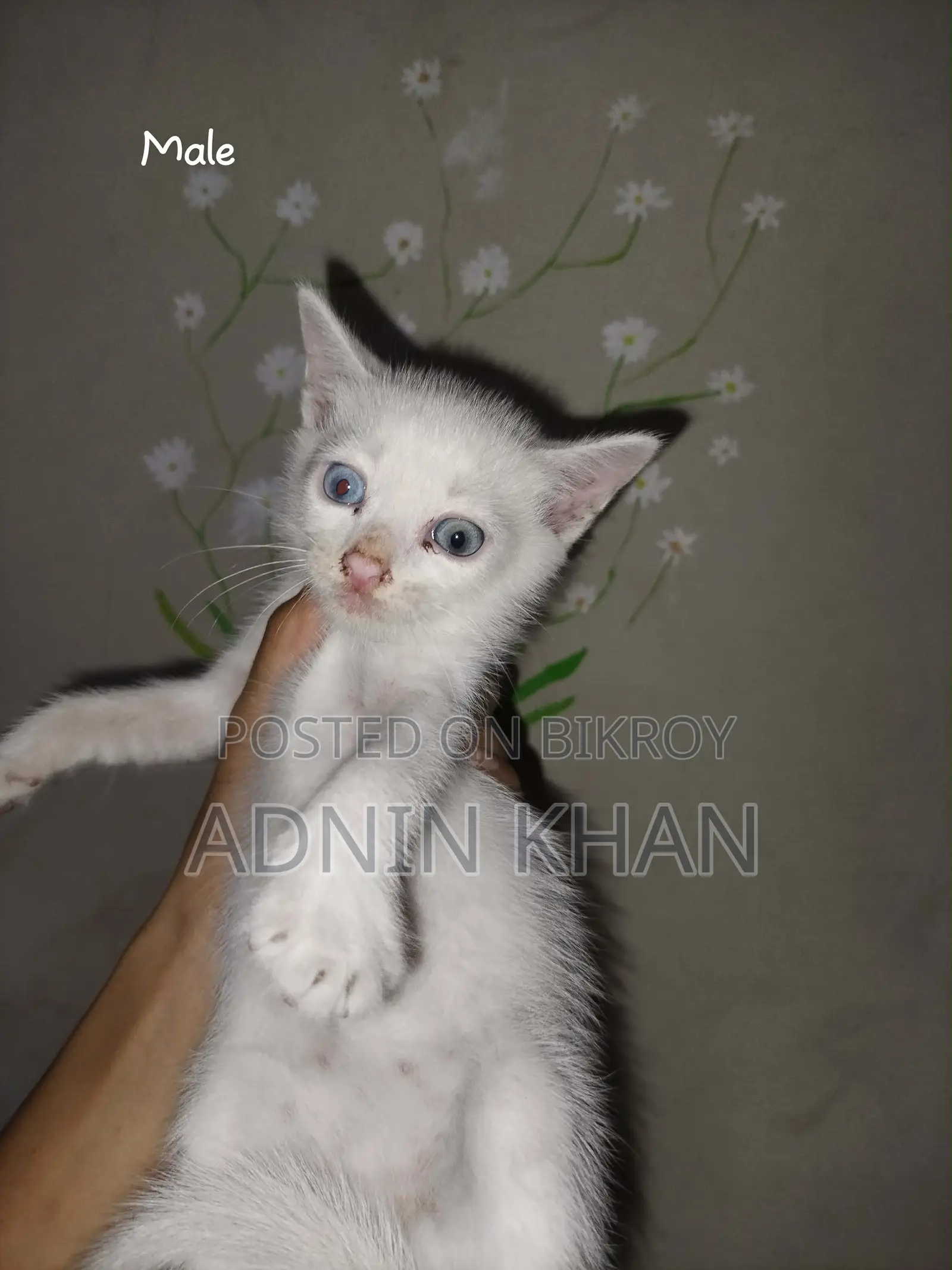 0-1 Month Male Mixed Breed Cat