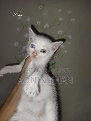 ০-১ মাস বয়সী পুরুষ মিশ্র জাতের বিড়াল