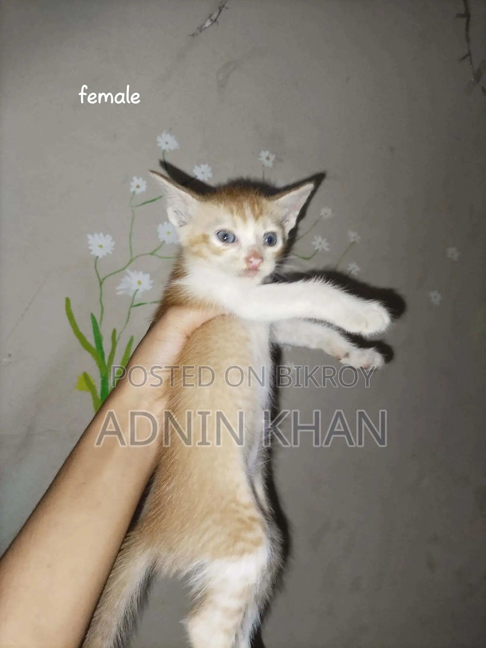 0-1 Month Female Mixed Breed Cat