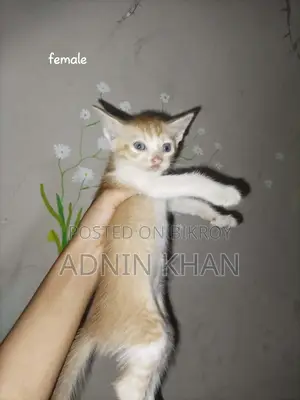 ০-১ মাস বয়সী নারী মিশ্র জাতের বিড়াল