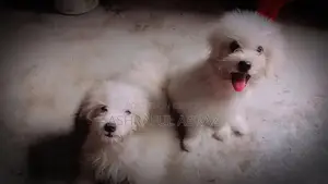 1-3 months Female Purebred Lhasa Apso