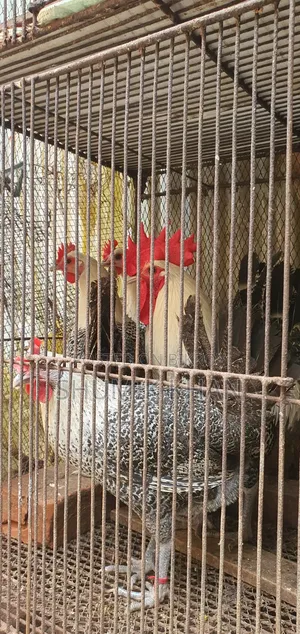 ফাউমী দেশী মুরগী ও মোরগ