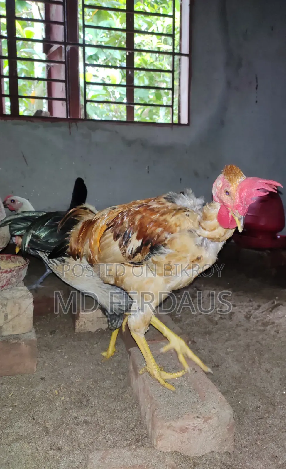 Pure Desi Rooster for Sale