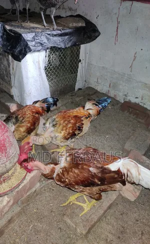 Pure Desi Rooster for Sale