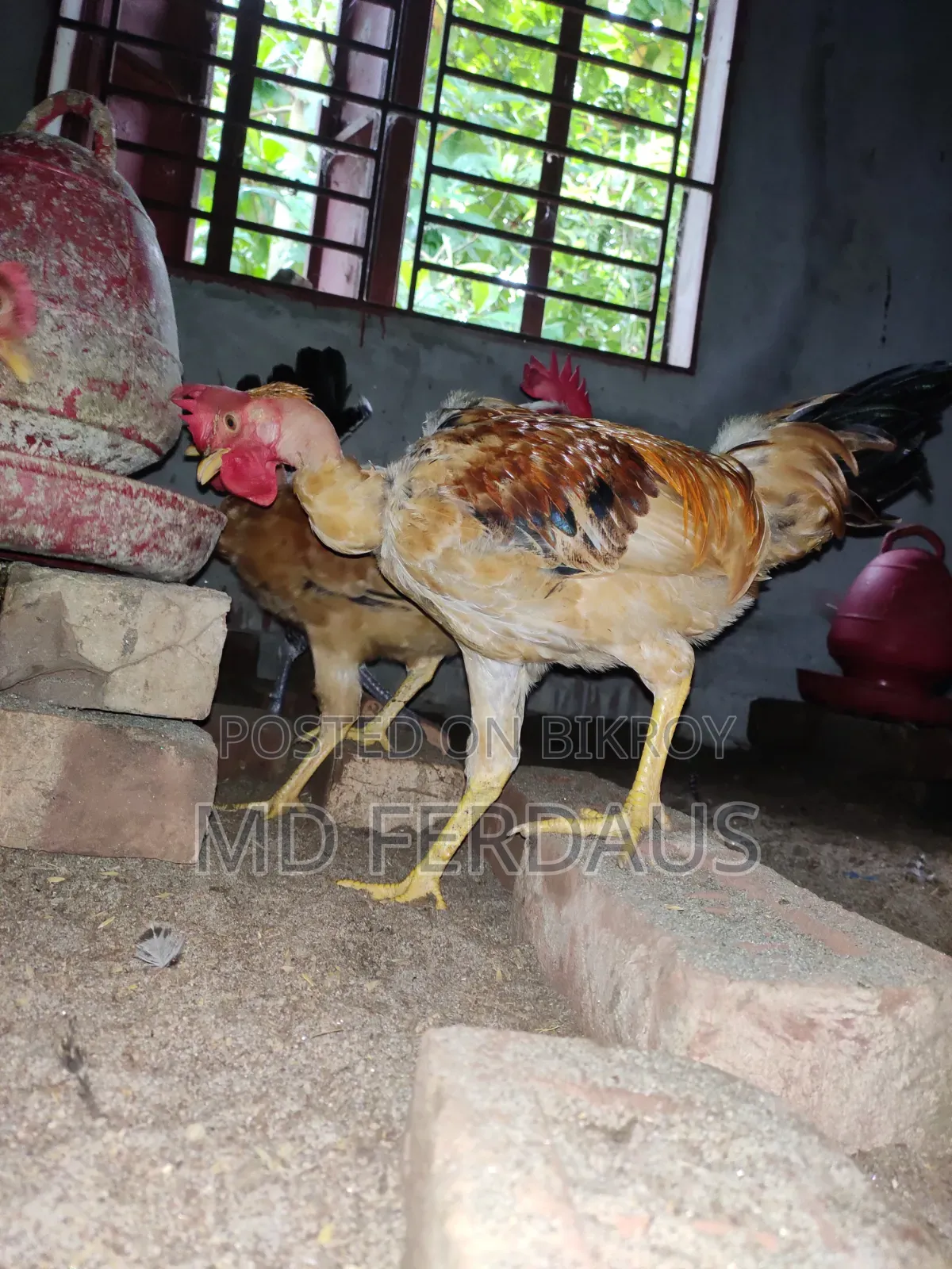 Pure Desi Rooster for Sale