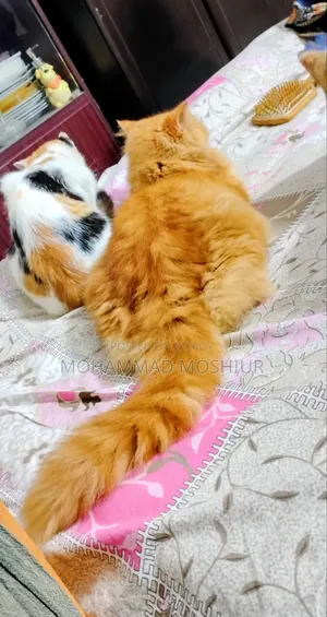 6-12 months Female Purebred Persian