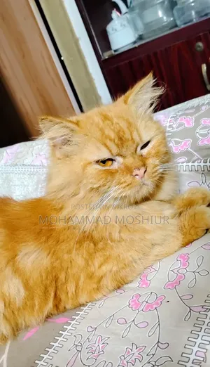 6-12 months Female Purebred Persian