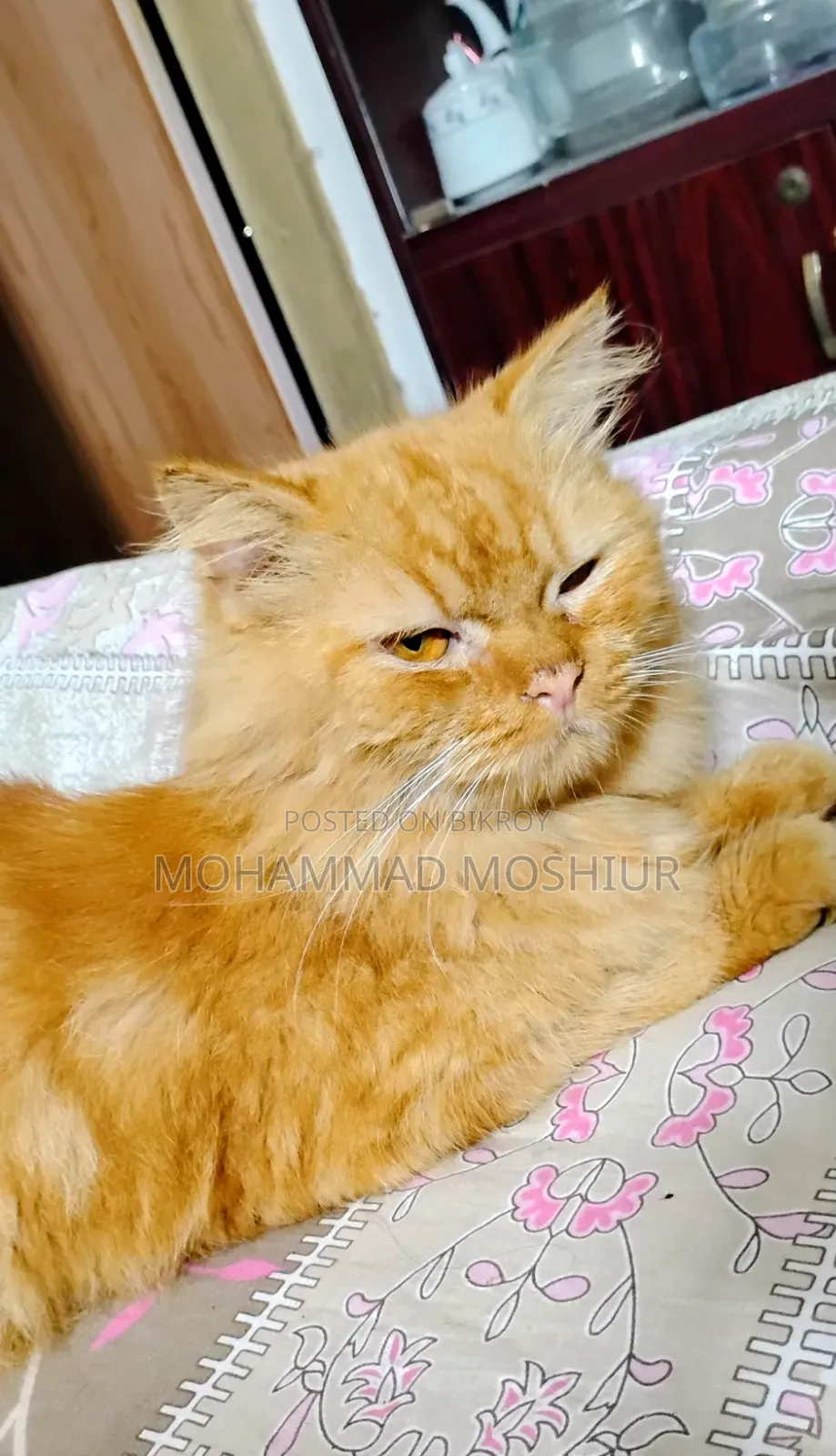 6-12 months Female Purebred Persian