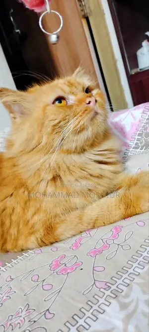 6-12 months Female Purebred Persian