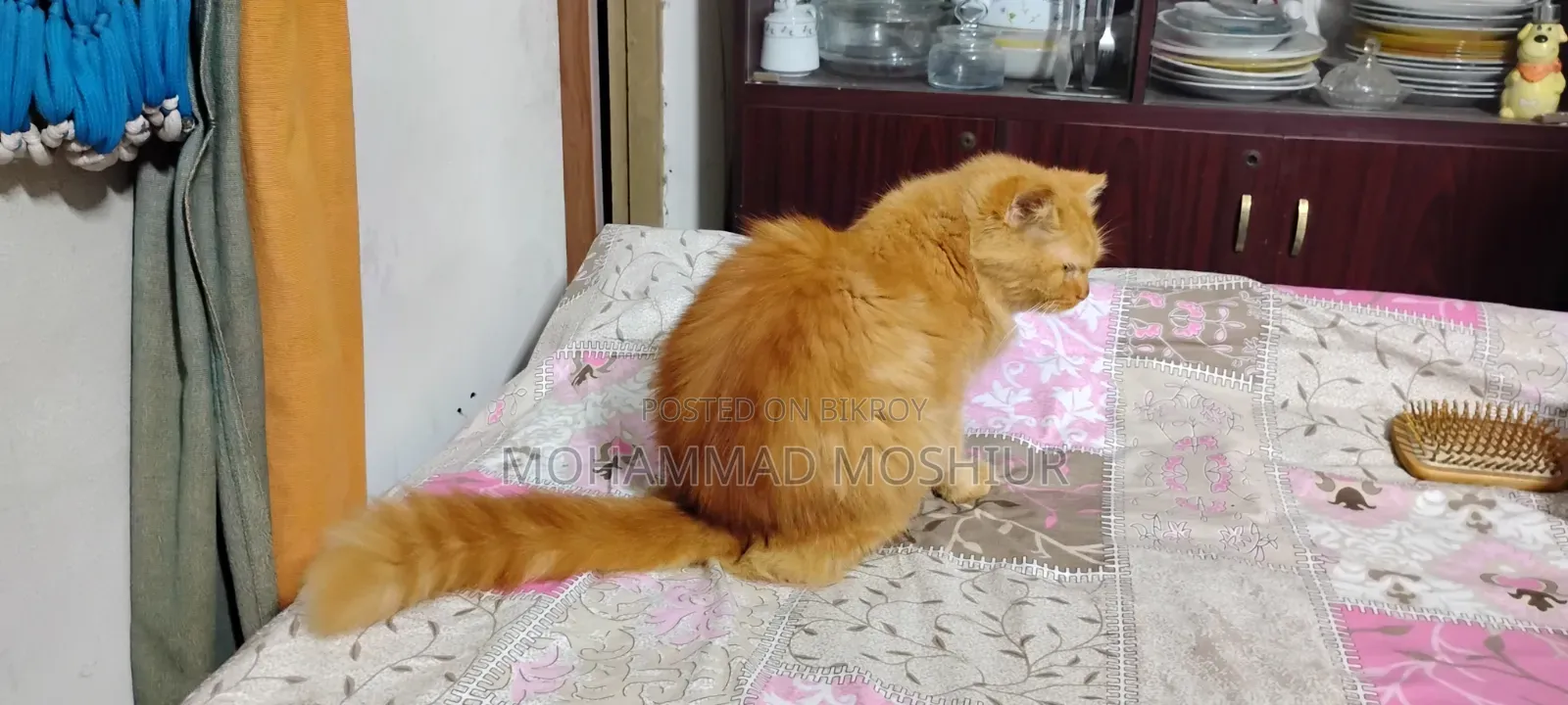 6-12 months Female Purebred Persian
