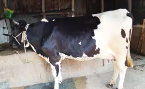 ১৪২১নং গাভী বিক্রয় হবে ।