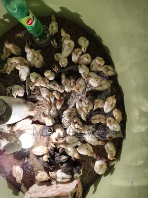 European Giant Coturnix Chicks
