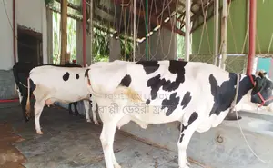১৪২৪ ৩টি গাভী গরু বিক্রয় হবে ভালেো জাতের ।