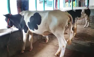 ১৪২৫ নং ৩টি বকনা কিনুন পোষার জন্য ভালো হবে ।