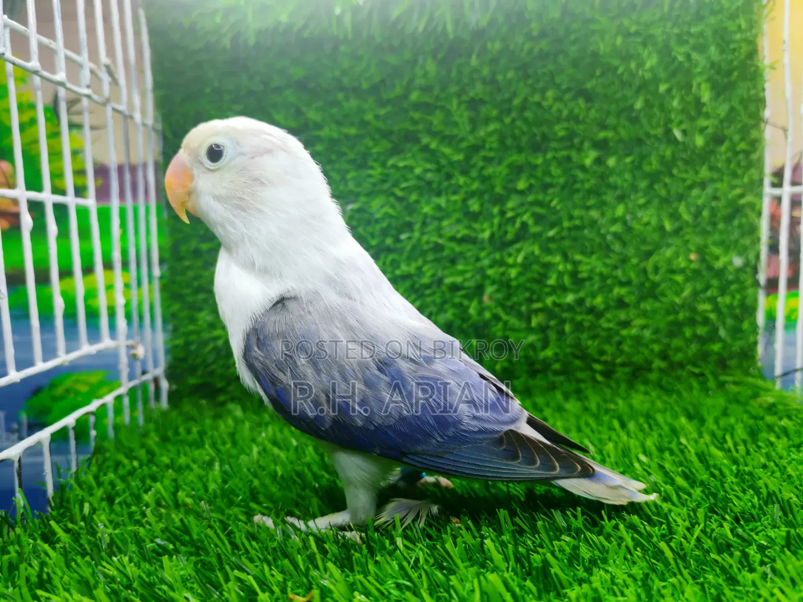 Lovebird Pakhi