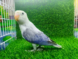 Lovebird Pakhi