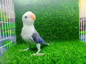 Lovebird Pakhi