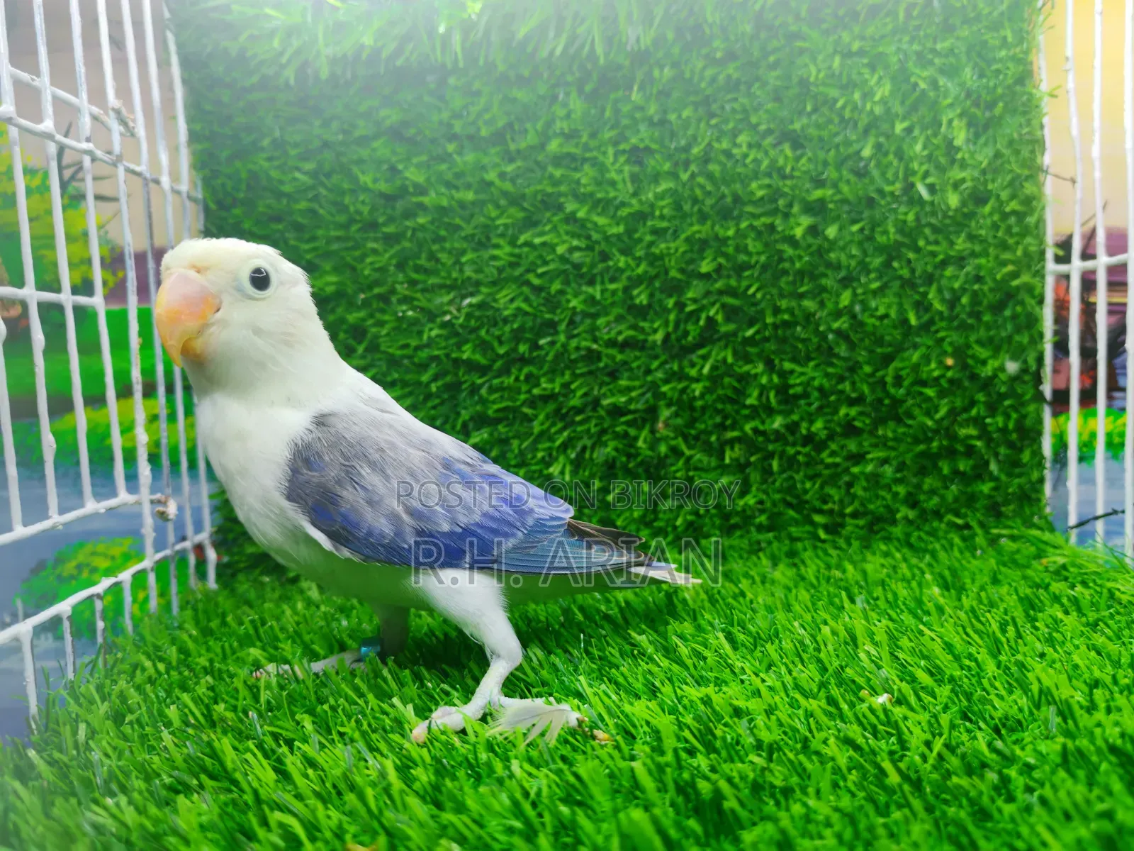Lovebird Pakhi