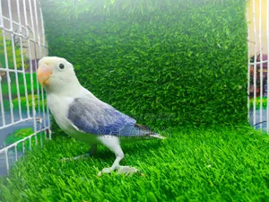 Lovebird Pakhi