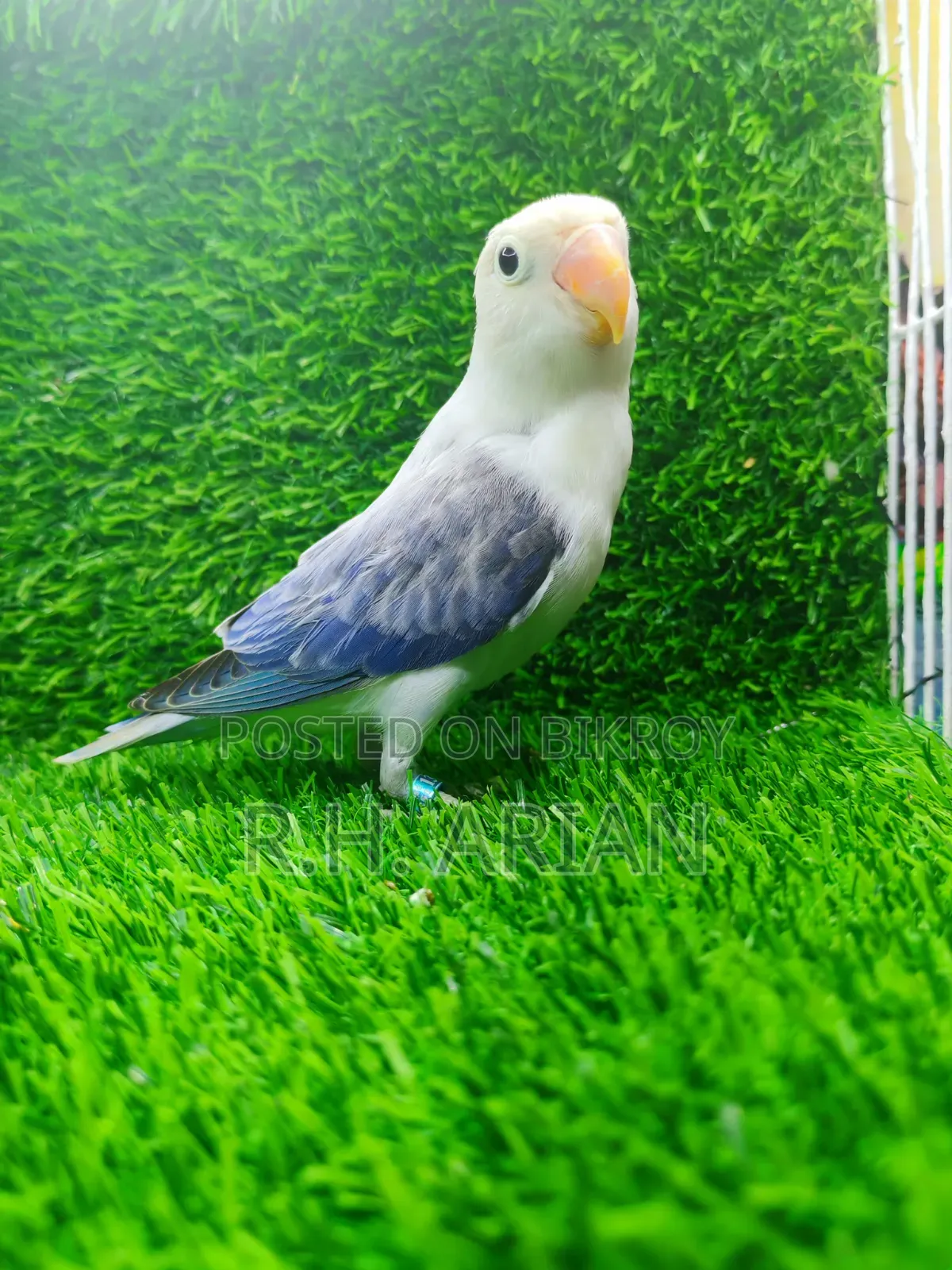 Lovebird Pakhi
