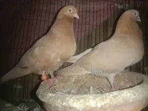 এক জোড়া গিয়াসলি কবুতর বিক্রি করা হবে রানিং পেয়ার বাচ্চা দিয়েছে
