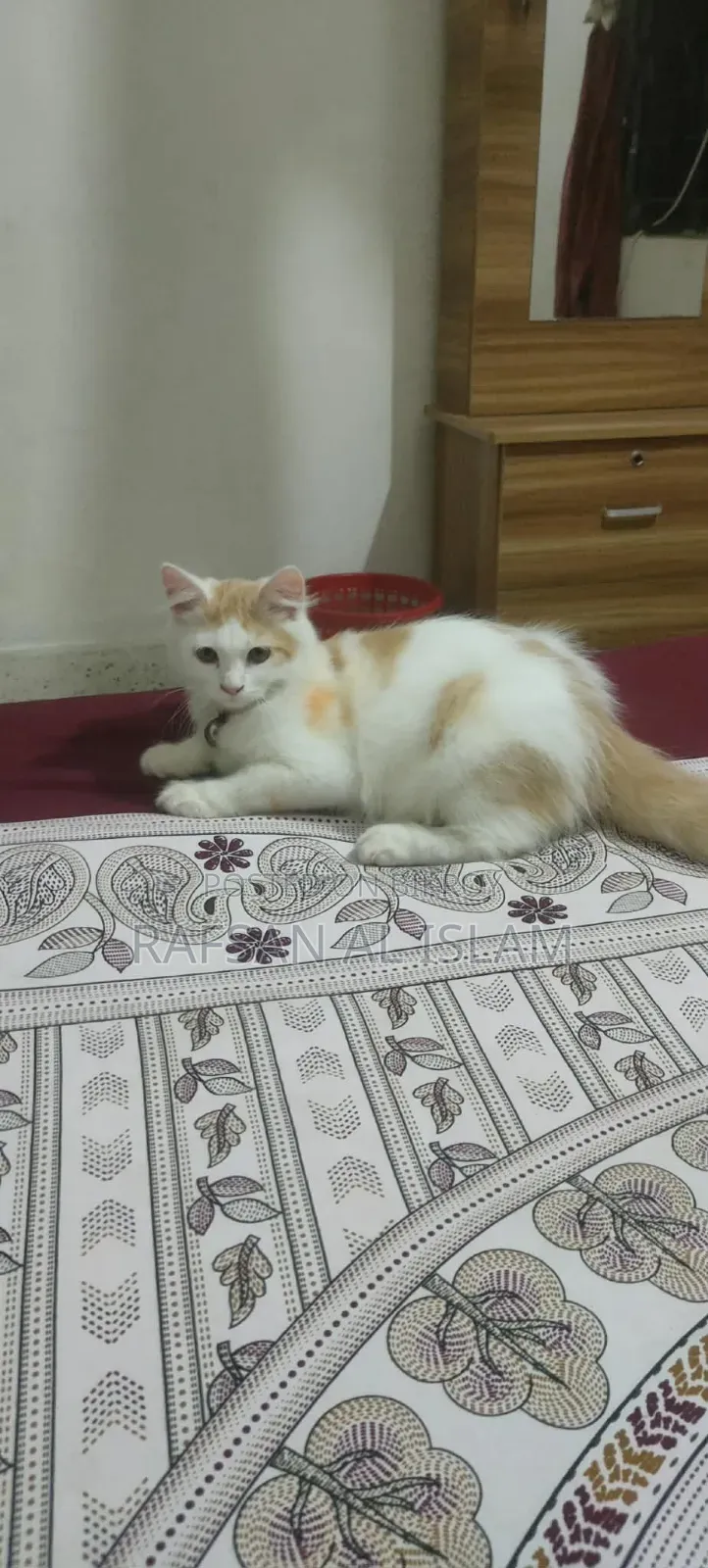3-6 Months Male Mixed Breed Exotic