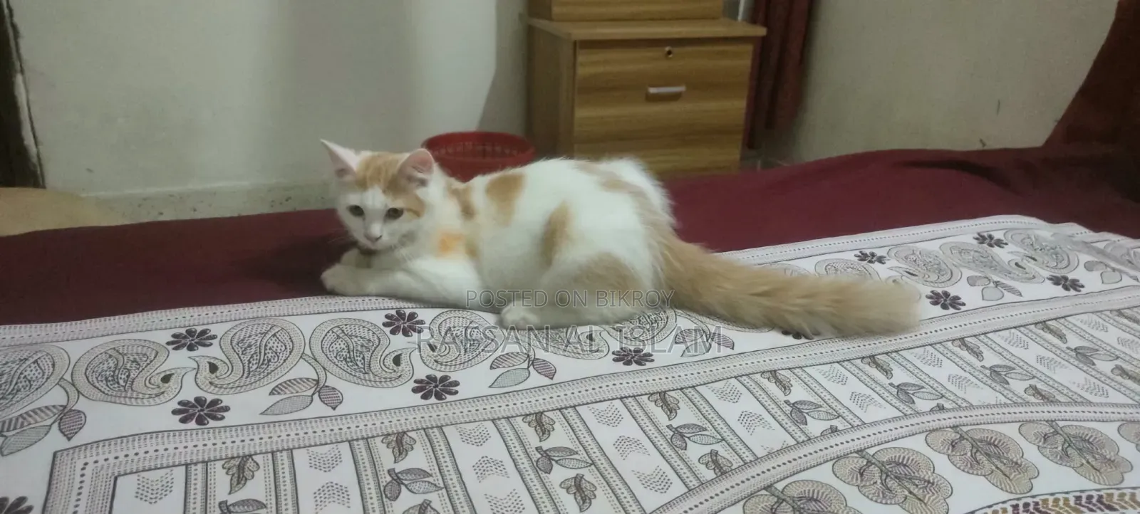 3-6 Months Male Mixed Breed Exotic