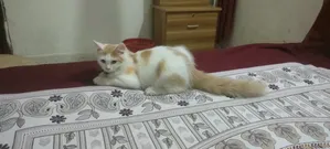 3-6 Months Male Mixed Breed Exotic