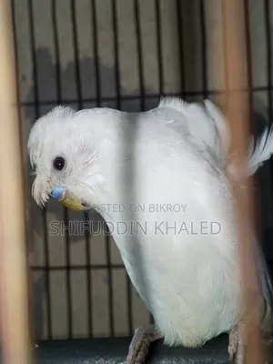 Sell Post Jp Budgetigar Male DF With Breeding History