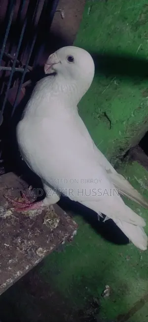 কবুতর বিক্রি হবে