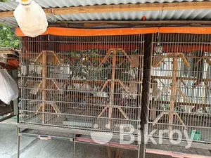 নাট সিস্টেম ধাপরি
