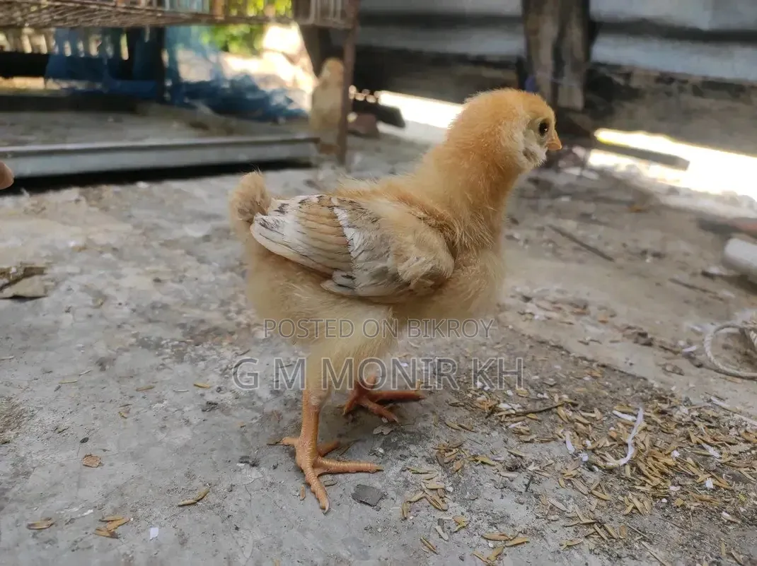 টাইগার মুরগী বাচ্চা
