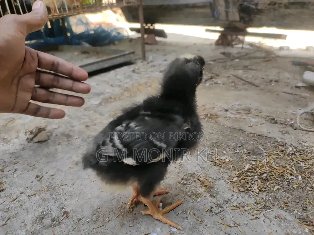 টাইগার মুরগী বাচ্চা