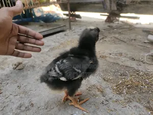 টাইগার মুরগী বাচ্চা
