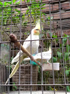 Lutino Cockatiel (Red Eye)