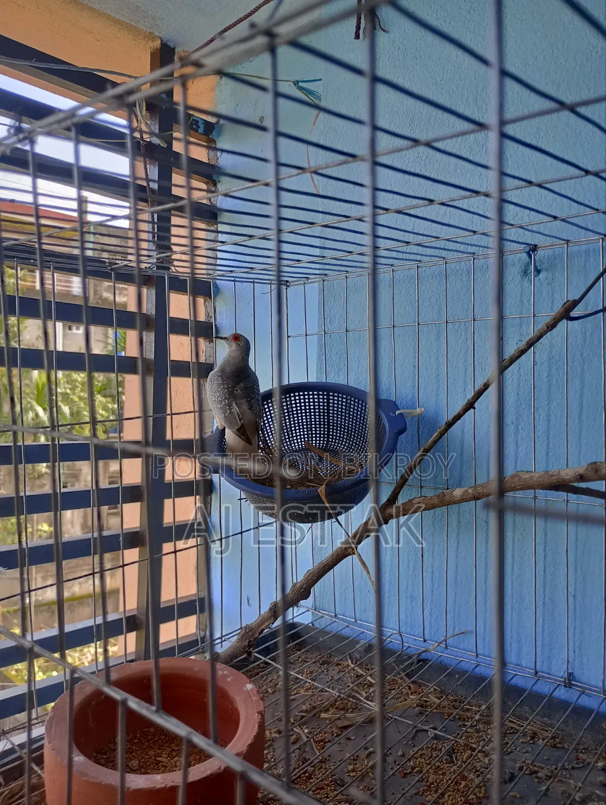 Female Diamond Dove