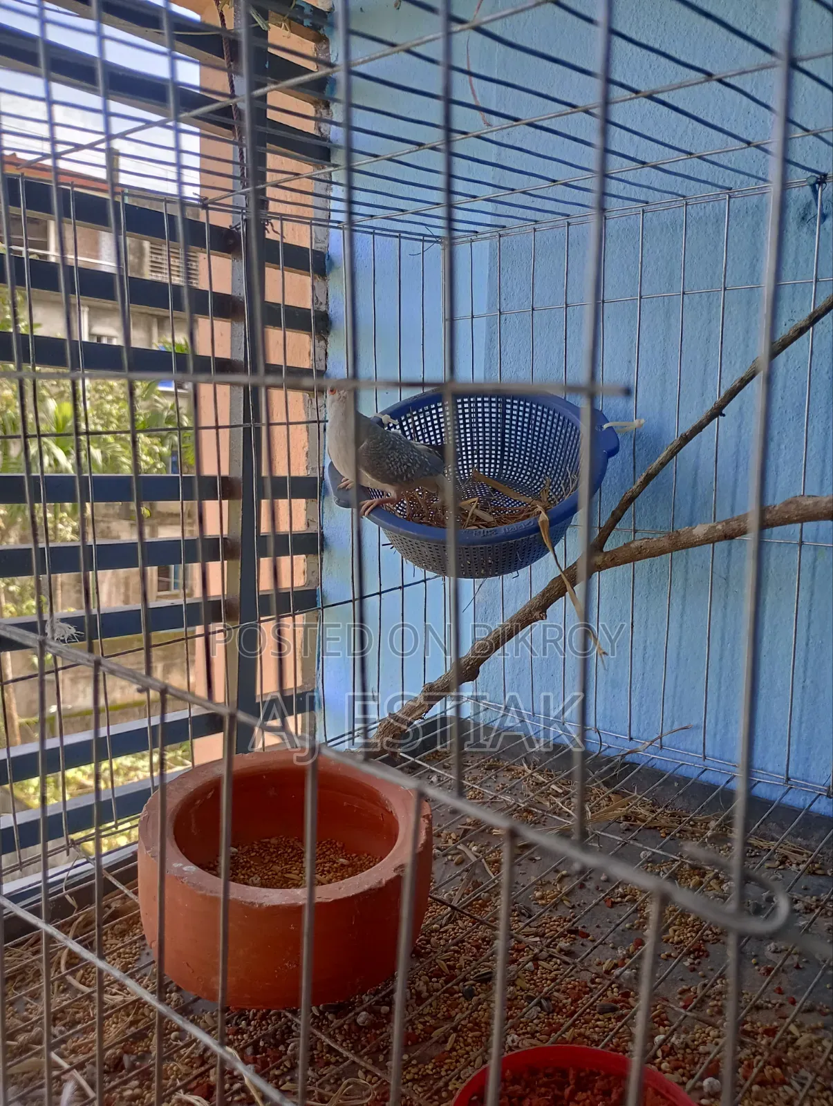 Female Diamond Dove