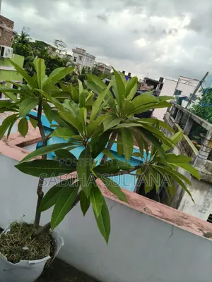 Plumeria Tree