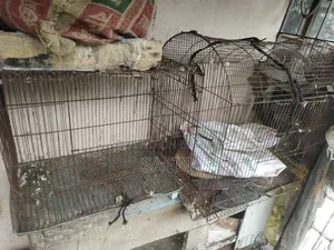 তিনটা কবুতরের খাঁচা