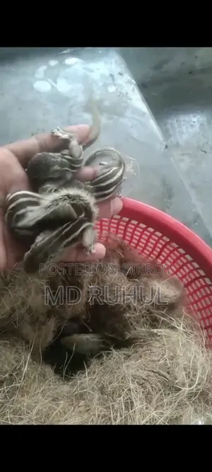 কাঠবিরালের ছোটো টেম সাইজ বাচ্চা।