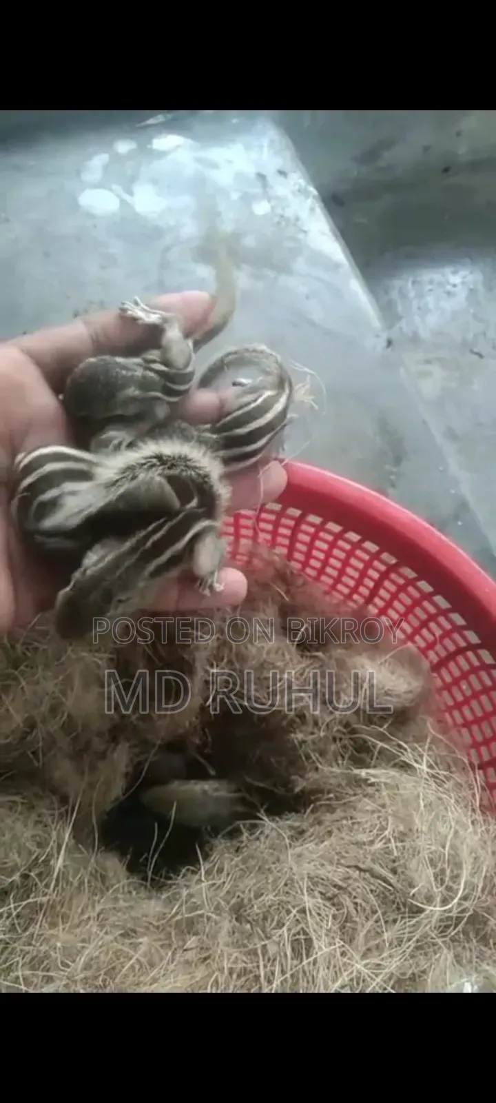 কাঠবিরালের ছোটো টেম সাইজ বাচ্চা।