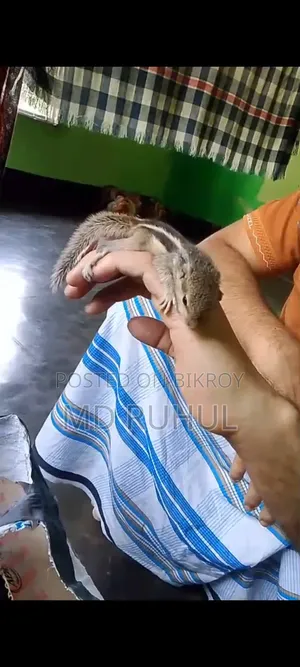 কাঠবিরালের ছোটো টেম সাইজ বাচ্চা।