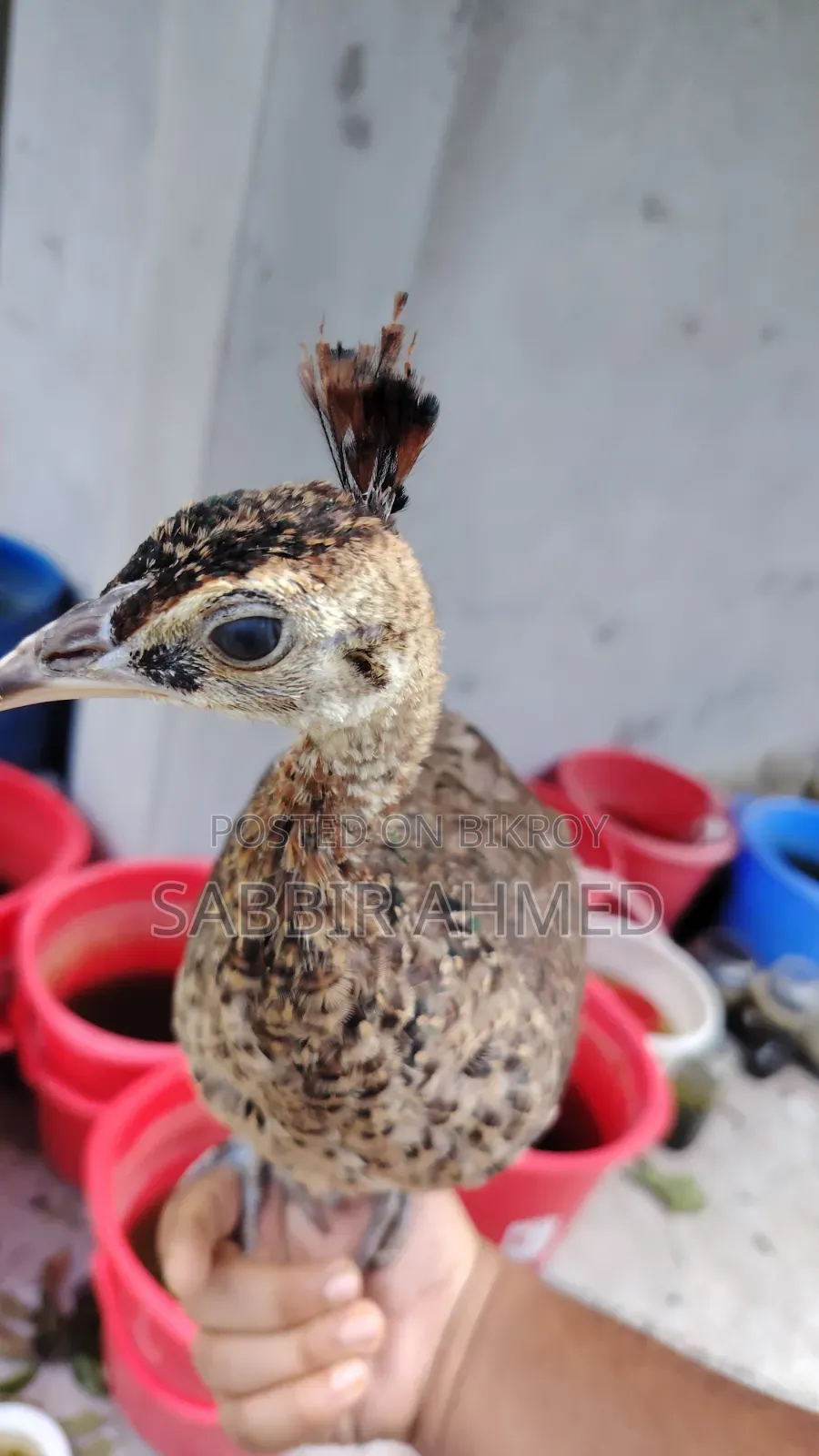 Peacock Baby