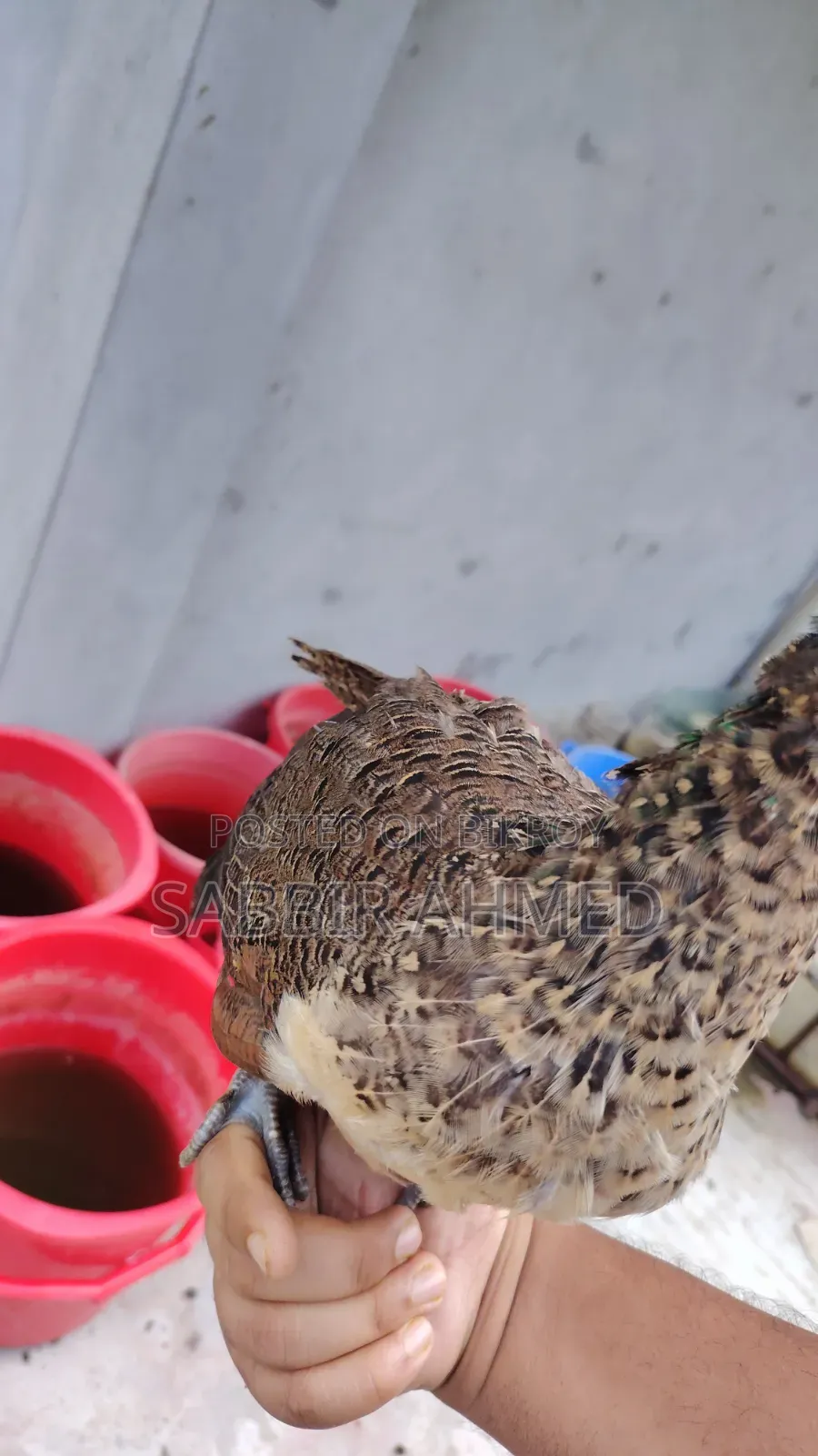 Peacock Baby