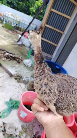 Peacock Baby